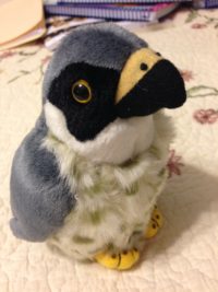 Stuffed Peregrine Falcon