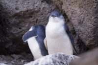 blue pengiuns on rocks