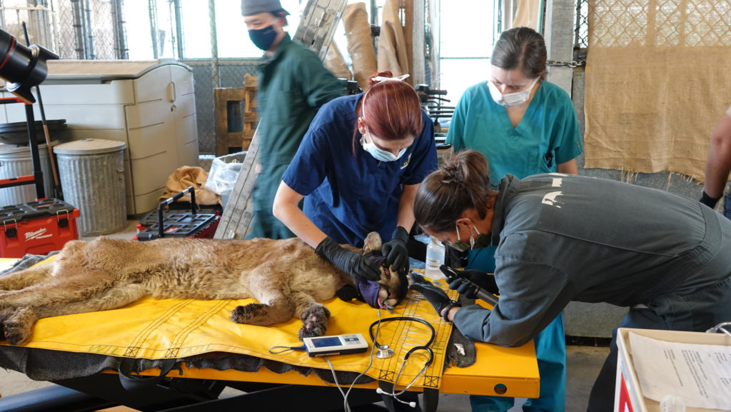 Mountain Lion treated for burns